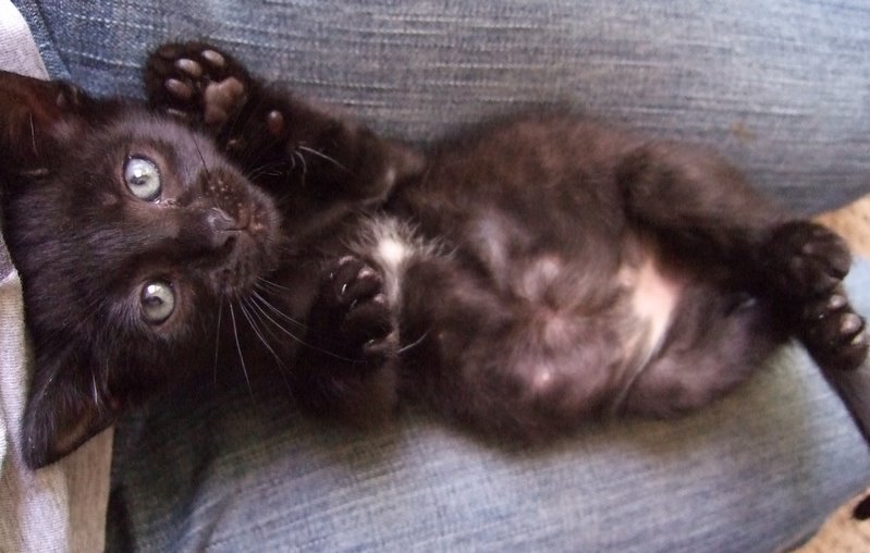 picture of Stormy, a Domestic Short Hair black