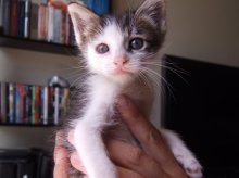 another picture of Cleo, a Domestic Short Hair gray/white