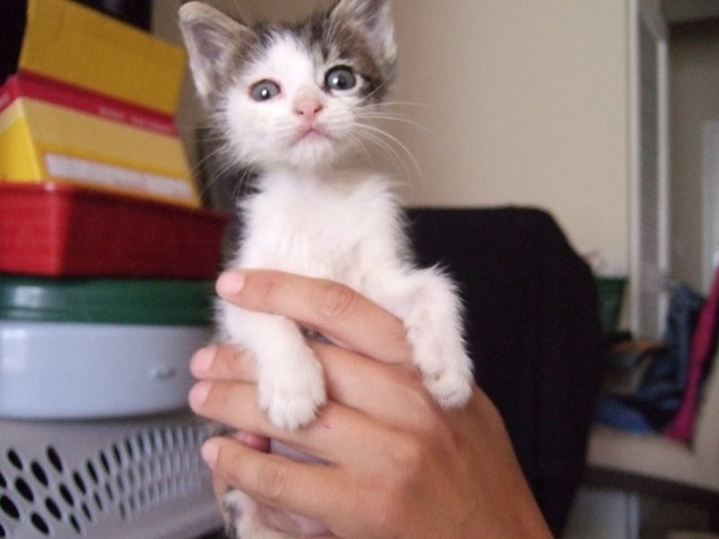 picture of Cleo, a Domestic Short Hair gray/white