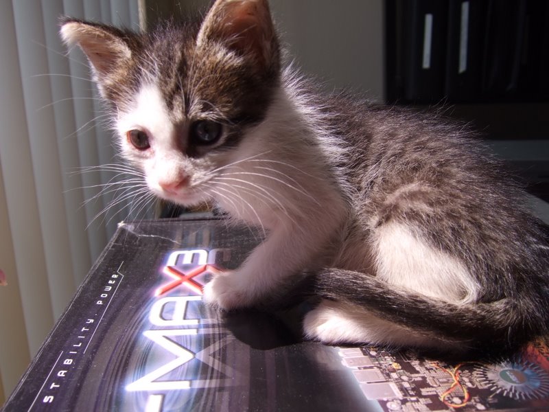 picture of Cleo, a Domestic Short Hair gray/white