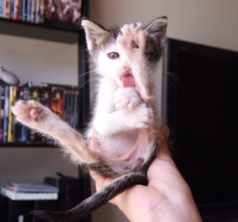 picture of Cleo, a Domestic Short Hair gray/white