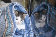 picture of Cleo, a Domestic Short Hair gray/white