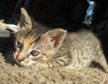 another picture of Crystal, a Domestic Short Hair brown tabby