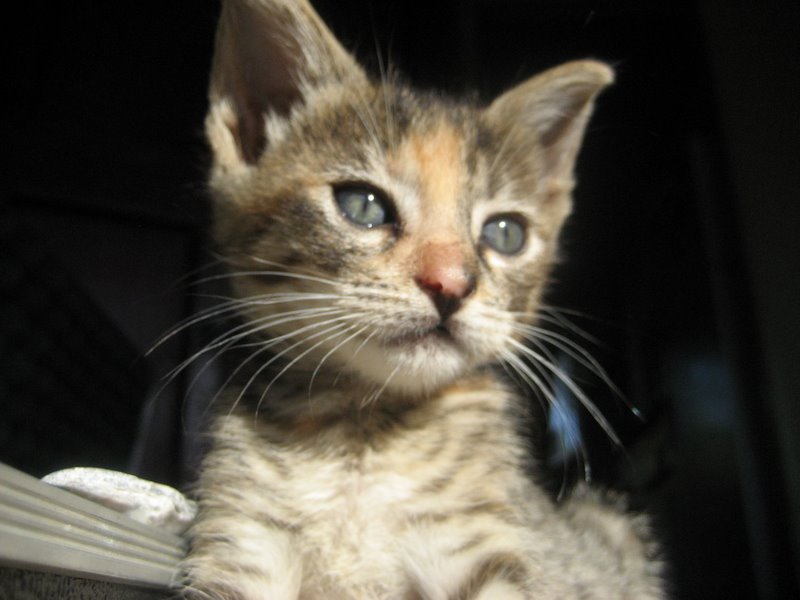 picture of Crystal, a Domestic Short Hair brown tabby