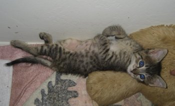 picture of Sky, a Domestic Short Hair tabby