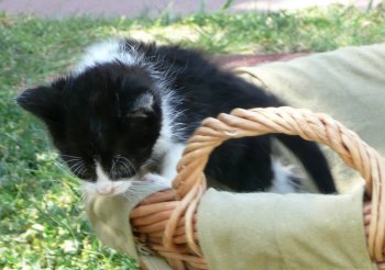 another picture of Roscoe, a Domestic Medium Hair black/white