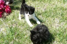 picture of Roscoe, a Domestic Medium Hair black/white