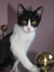 another picture of Temperance, a Domestic Short Hair black/white