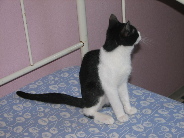 picture of Temperance, a Domestic Short Hair black/white
