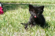 picture of Baguira, a Domestic Short Hair black