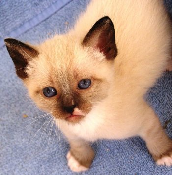 picture of Coconut, a Siamese/Domestic Short Hair-x sealpoint