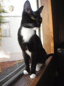 picture of Juno, a Domestic Short Hair black/white tuxedo