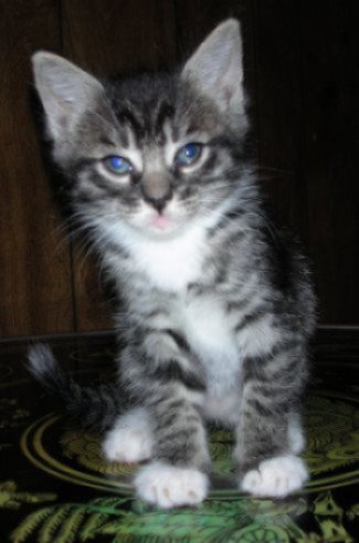 picture of Sweet Baboo, a Domestic Short Hair black tabby/white