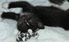 another picture of Cricket, a Domestic Short Hair black/white tuxedo