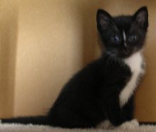 picture of Cricket, a Domestic Short Hair black/white tuxedo