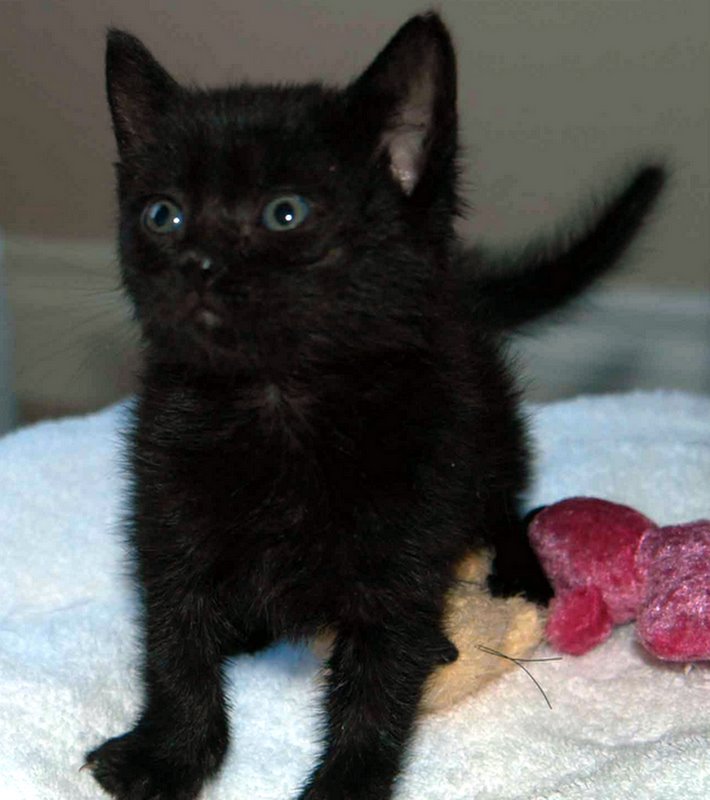 picture of Lima Bean AKA Beanie Baby, a Domestic Short Hair black