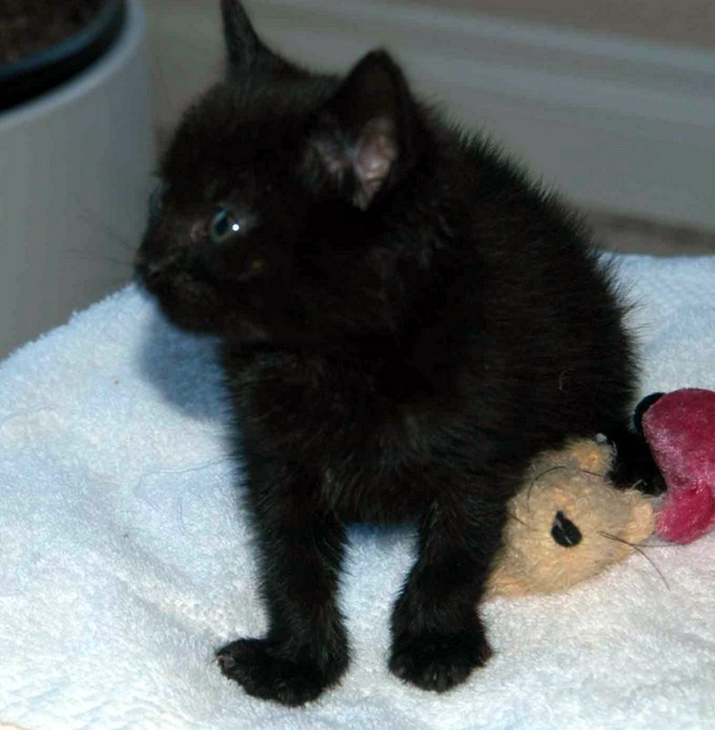 picture of Lima Bean AKA Beanie Baby, a Domestic Short Hair black