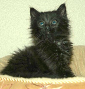 picture of Maddox, a Domestic Long Hair black