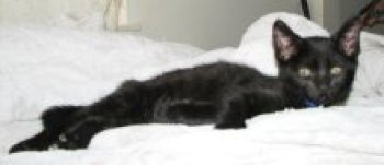 picture of Eli, a Domestic Short Hair black