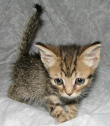 picture of Lucy, a Domestic Short Hair brown tabby