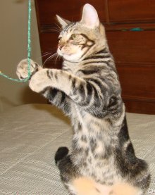 another picture of Waldo, a Domestic Short Hair brown tabby
