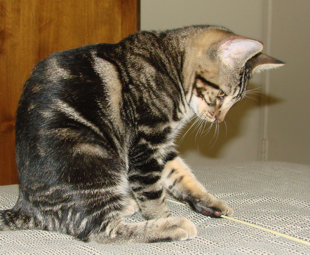 picture of Waldo, a Domestic Short Hair brown tabby