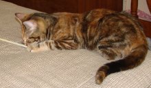 another picture of Abigail, a Domestic Short Hair tortoise-shell tabby