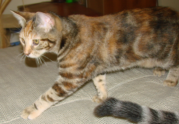 picture of Abigail, a Domestic Short Hair tortoise-shell tabby