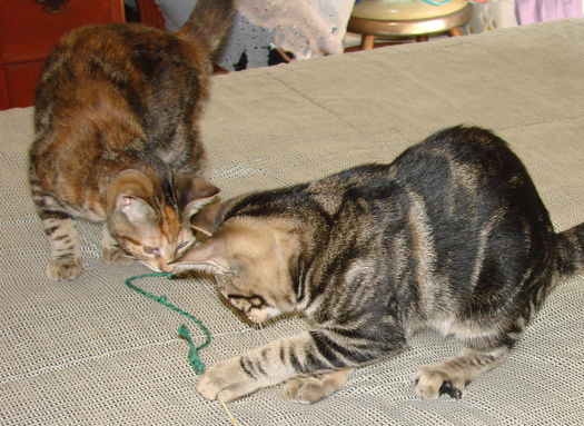 picture of Abigail, a Domestic Short Hair tortoise-shell tabby