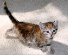 picture of Abigail, a Domestic Short Hair tortoise-shell tabby