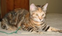 picture of Abigail, a Domestic Short Hair tortoise-shell tabby