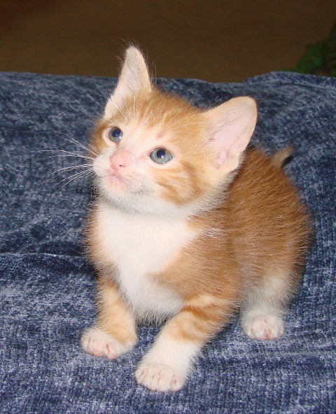 picture of Boo, a Domestic Short Hair orange tabby/white