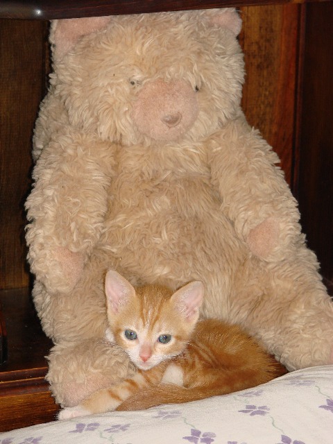 picture of Boo, a Domestic Short Hair orange tabby/white