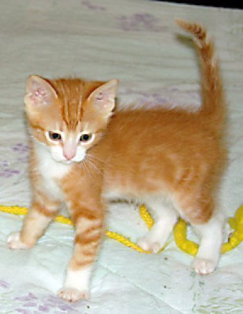picture of Boo, a Domestic Short Hair orange tabby/white