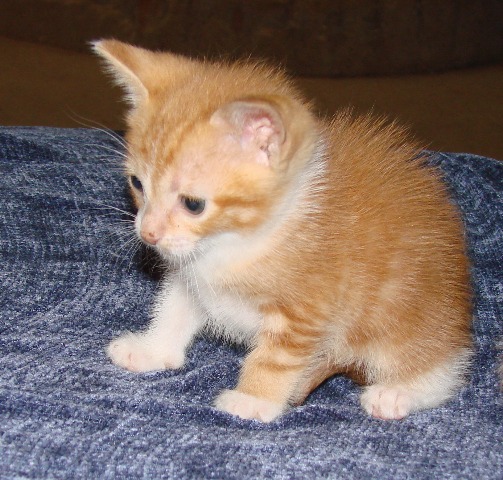 picture of Sue, a Domestic Short Hair orange tabby/white