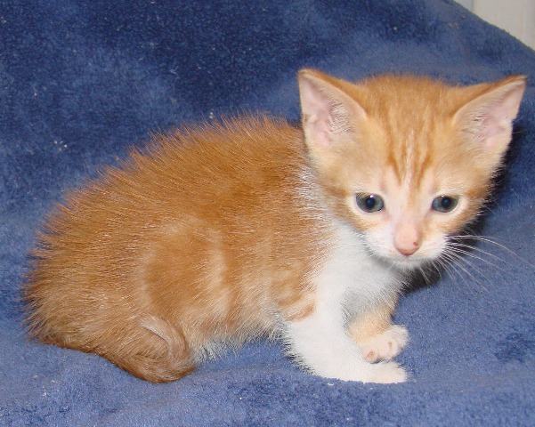 orange and white tabby british shorthair