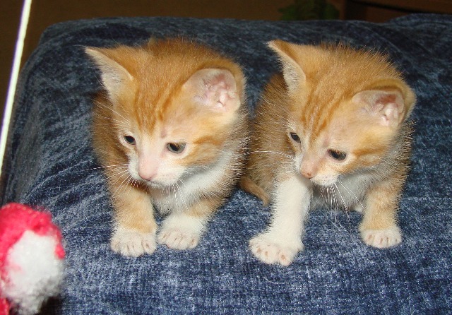 picture of Sue, a Domestic Short Hair orange tabby/white