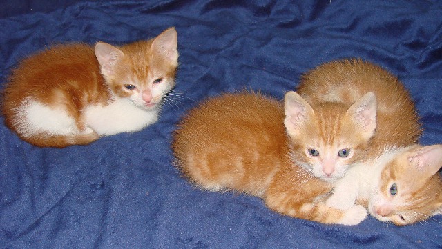 picture of Sue, a Domestic Short Hair orange tabby/white
