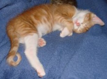 picture of Sue, a Domestic Short Hair orange tabby/white