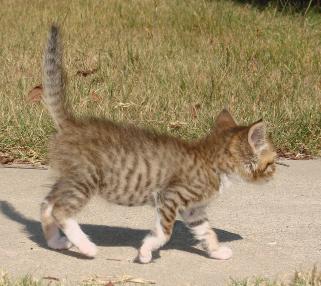 picture of Drew, a Domestic Short Hair brown tabby