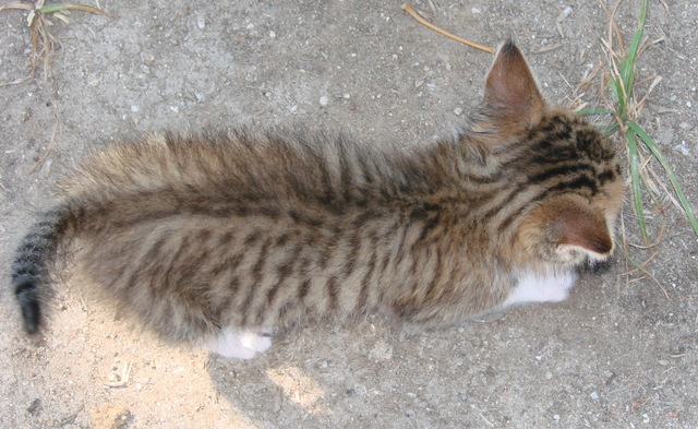 picture of Drew, a Domestic Short Hair brown tabby
