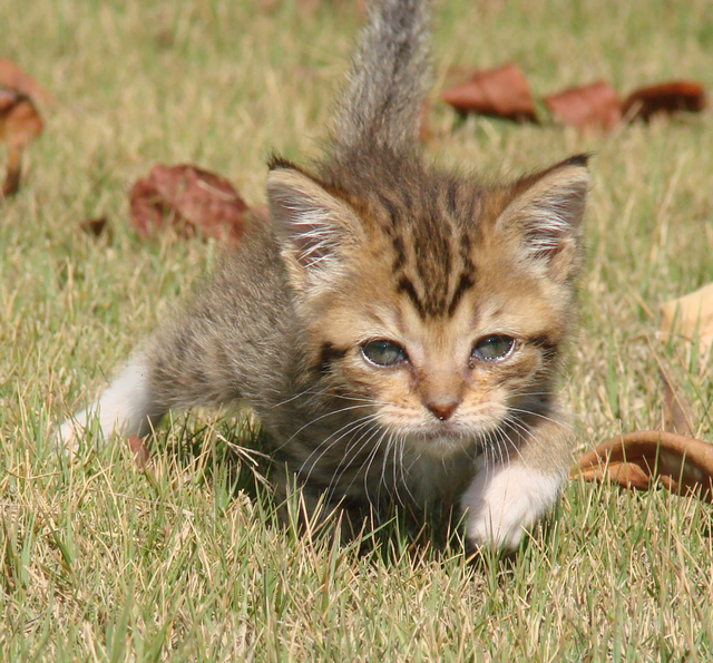 picture of Drew, a Domestic Short Hair brown tabby