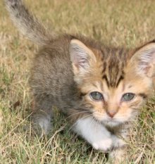 picture of Drew, a Domestic Short Hair brown tabby