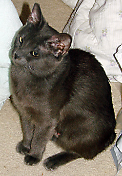 picture of Mary Berry, a Manx gray