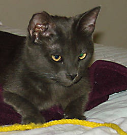 picture of Mary Berry, a Manx gray