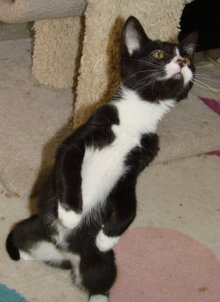 another picture of Blaze, a Domestic Short Hair black/white tuxedo