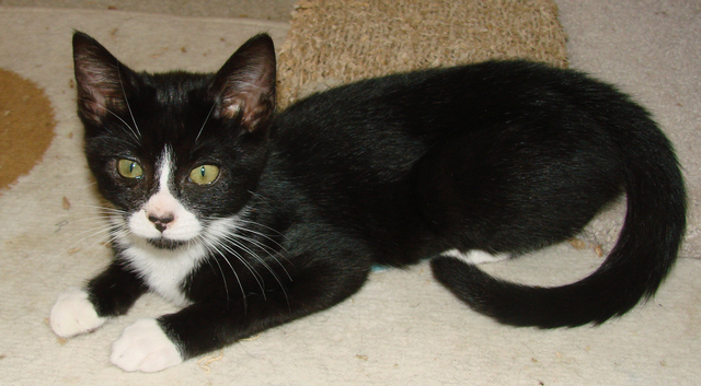 picture of Blaze, a Domestic Short Hair black/white tuxedo