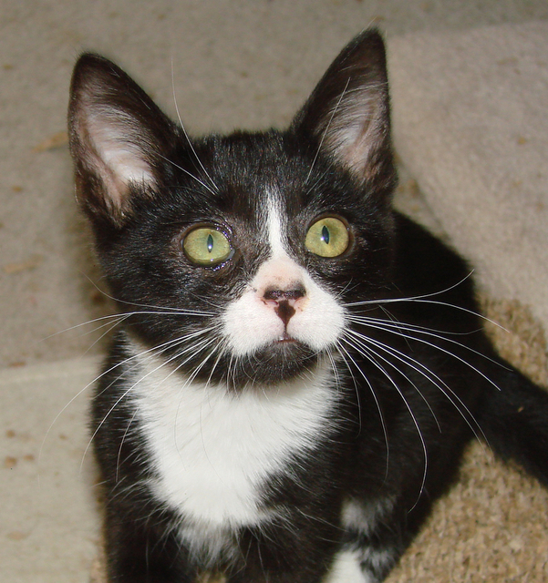 picture of Blaze, a Domestic Short Hair black/white tuxedo