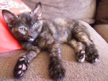 another picture of Miss Piggy, a Domestic Short Hair tortoiseshell