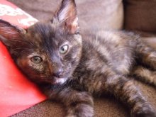 picture of Miss Piggy, a Domestic Short Hair tortoiseshell